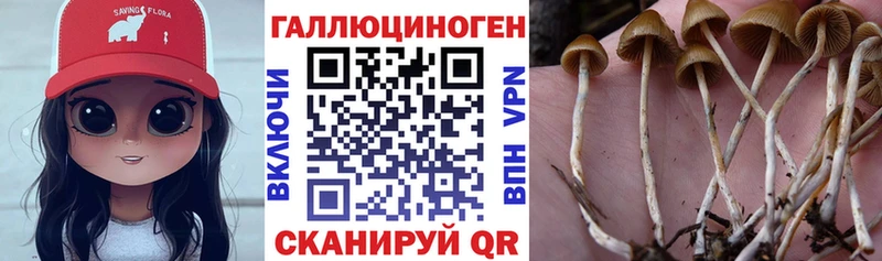 Псилоцибиновые грибы Psilocybe  Тамбов 